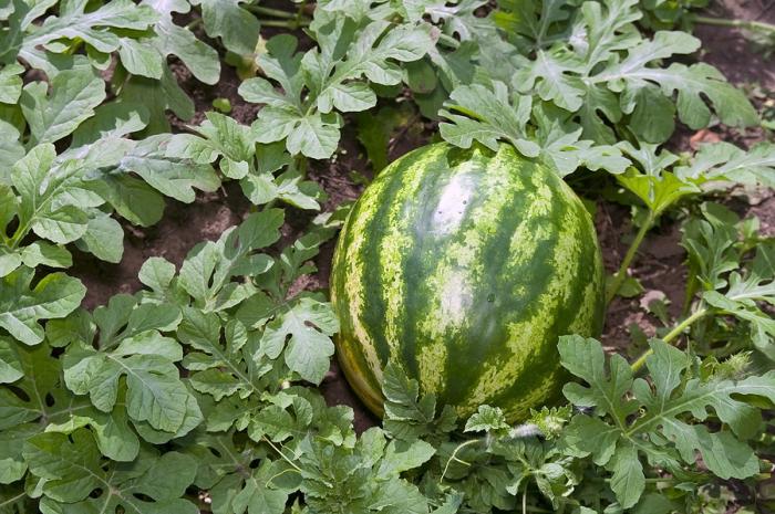 niż karmić arbuzy i melony