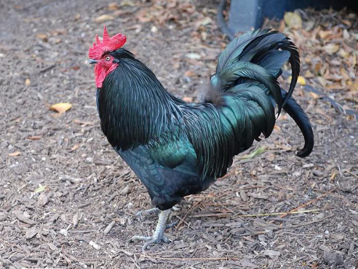 Opinie australorp 