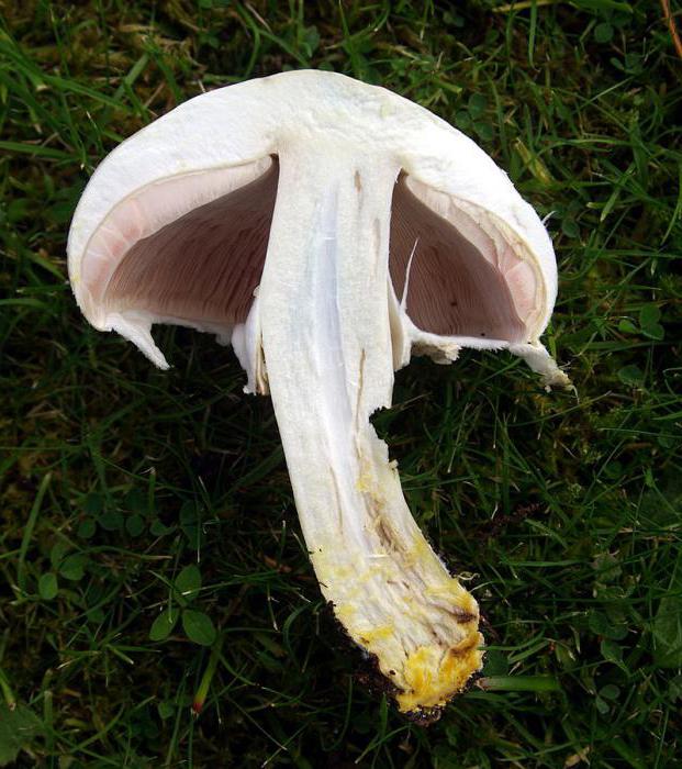 Champignon bisexual: opis, uprawa