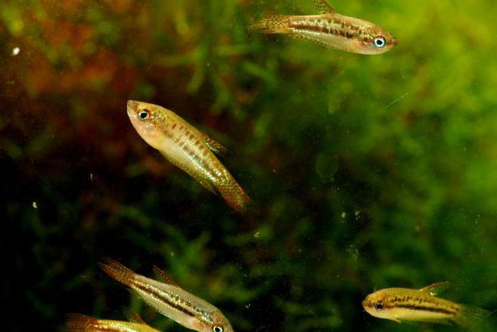 Krasnolud Gourami: opis, treść, zdjęcie