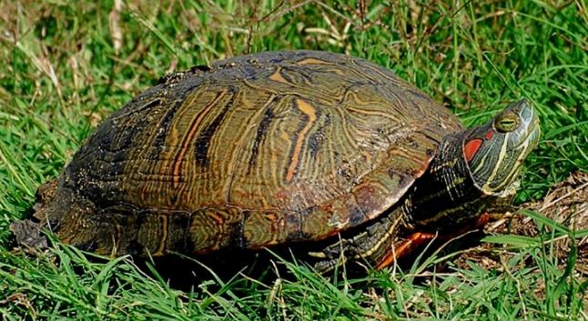 Jak i czym karmić czerwonobrzucha żółwia w domu