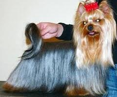 jak dbać o yorkshire terrier