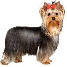 yorkshire terrier uwodzenie i karmienie