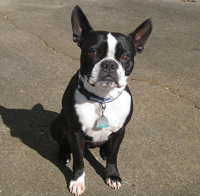 Kim jest Boston Terrier?