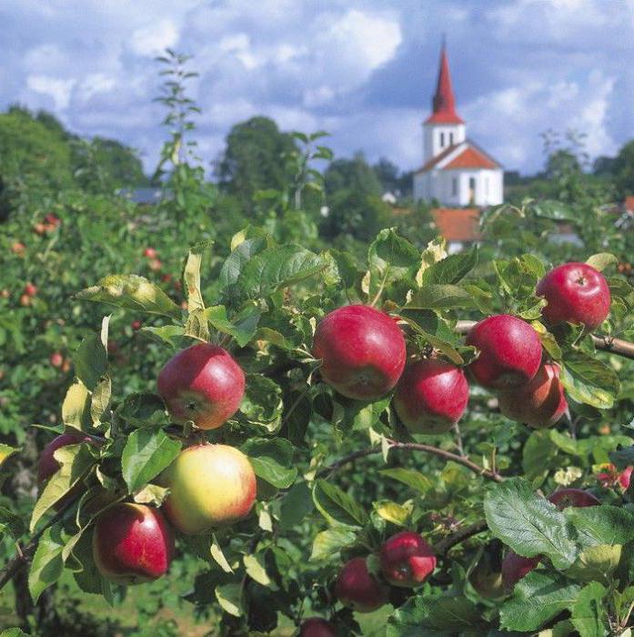 Czy mogę pracować dla Zbawiciela Apple? Co można i czego nie można zrobić w Apple Saviour