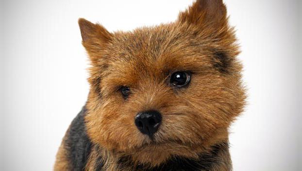 Norwich Terrier