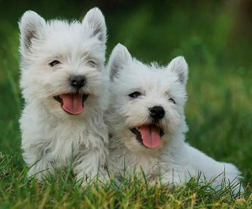 Uroczy West Highland White Terrier - odważny i zwinny myśliwy