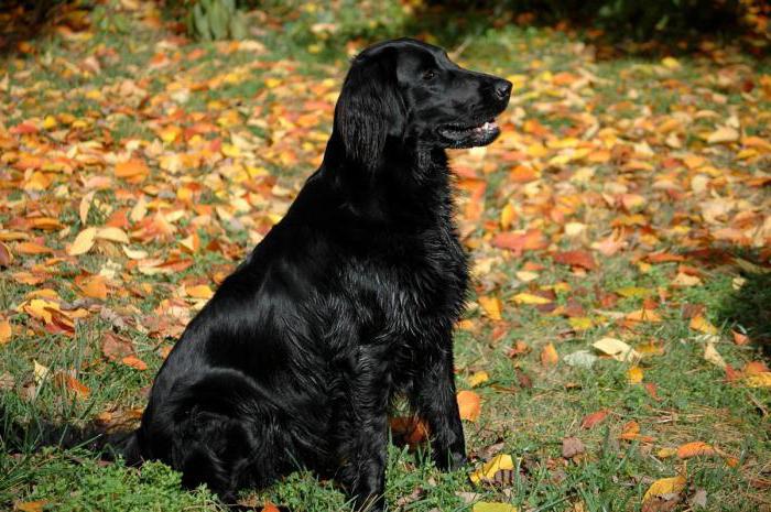 Labrador retriever: rasa, charakter i opieka