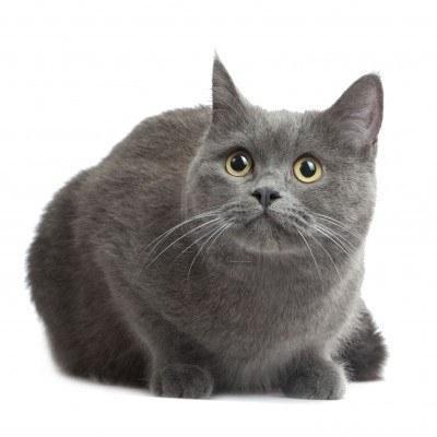 Scottish Straight Cat: Breed Opis