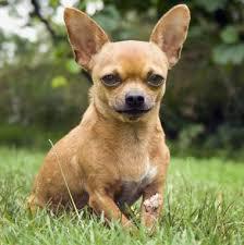 standard rasy chihuahua 