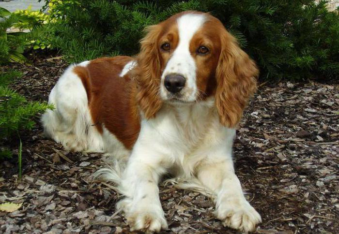 walijski springer spaniel nie, dlaczego w Rosji