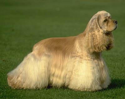 Cocker spaniel amerykański