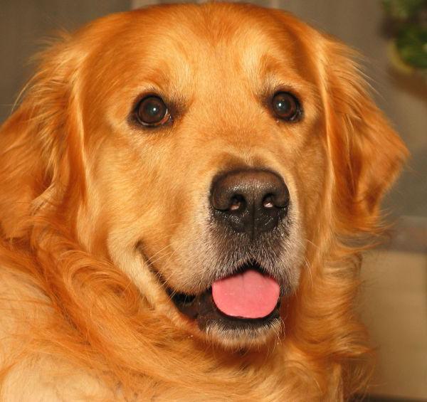 golden retriever 