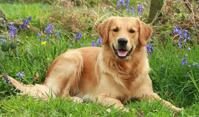 cena golden retriever