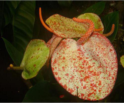 Anthurium Scherzer: opieka domowa, opis, reprodukcja i recenzje