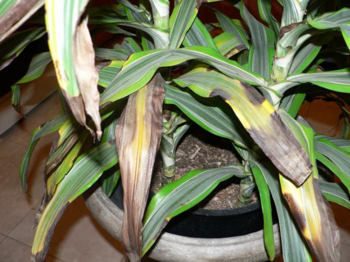 Dracaena umiera, jak ratować? Rośliny doniczkowe