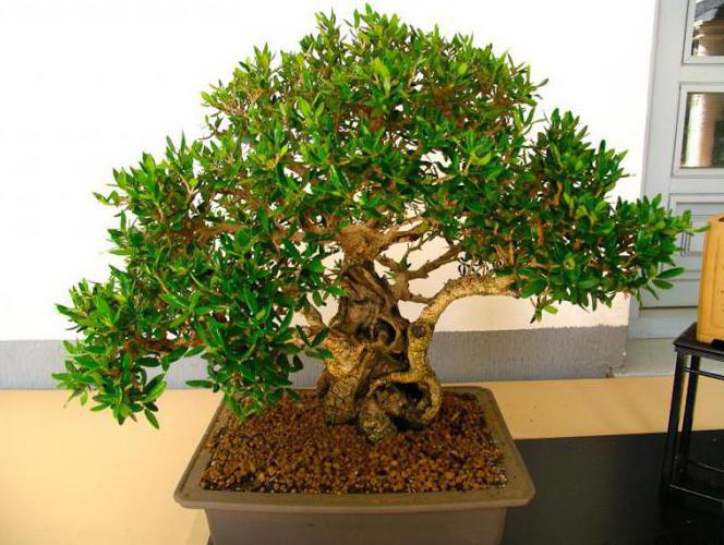 ficus drobnolistny