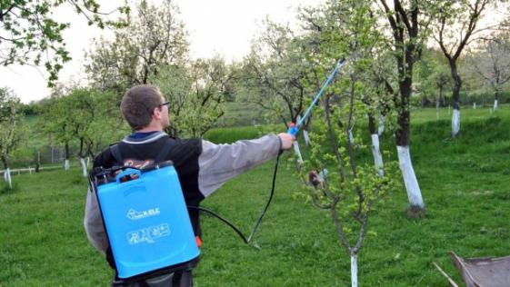 Grenostaevaya mole: zdjęcia i metody walki z nim