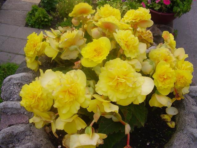 begonia mieszanka frotte