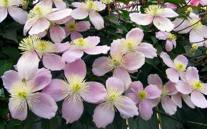 Clematis mountain pink: sadzenie i pielęgnacja, opinie, zdjęcia