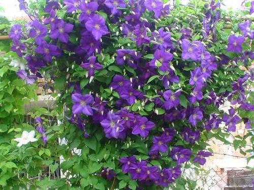 Clematis Rhapsody