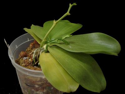 storczyk phalaenopsis zblakł