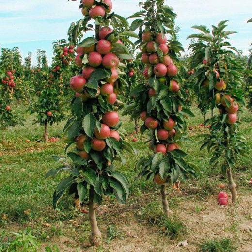 Colonoid Apple Arbat 