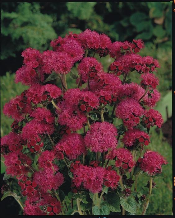 ageratum z nasion