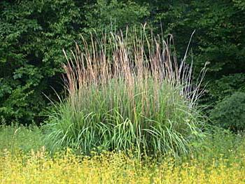 Miscanthus - trzcina chińska