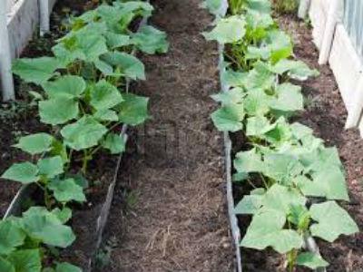 Schemat sadzenia ogórków w szklarni, szklarni, w ziemi i krata. Jak sadzić ogórki?