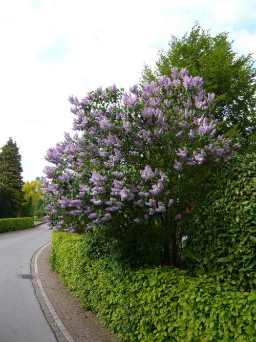 Lilac Katerina Havemeyer (często): pomoc botaniczna