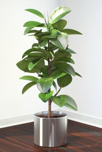 Rosnące bonsai ficus - las w domu