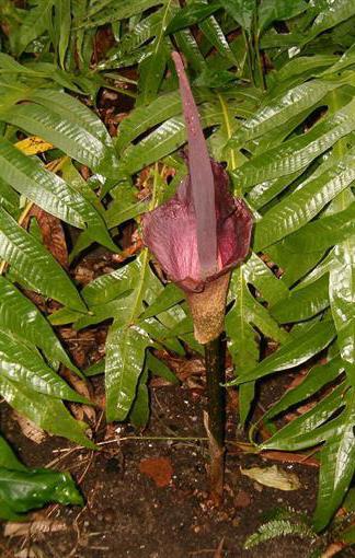 Snake Tree Houseplant