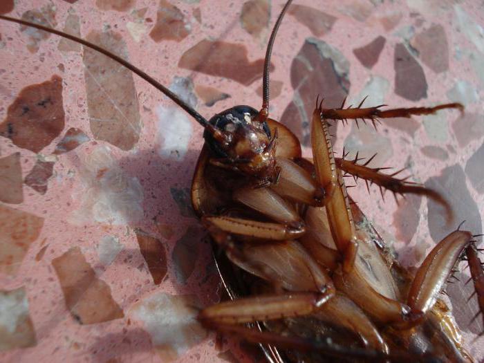 Jakie są karaluchy w mieszkaniu? Znak nie zgadza się z zasadami sanitacji