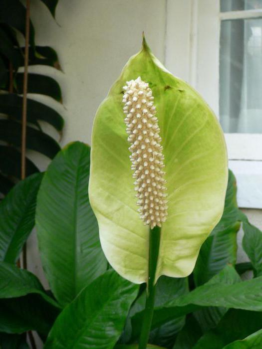 spathiphyllum kobiece znaki szczęścia