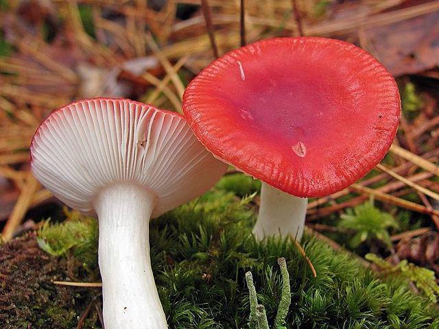 ile ugotować russula