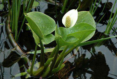 wieloletnia trawa bagienna 