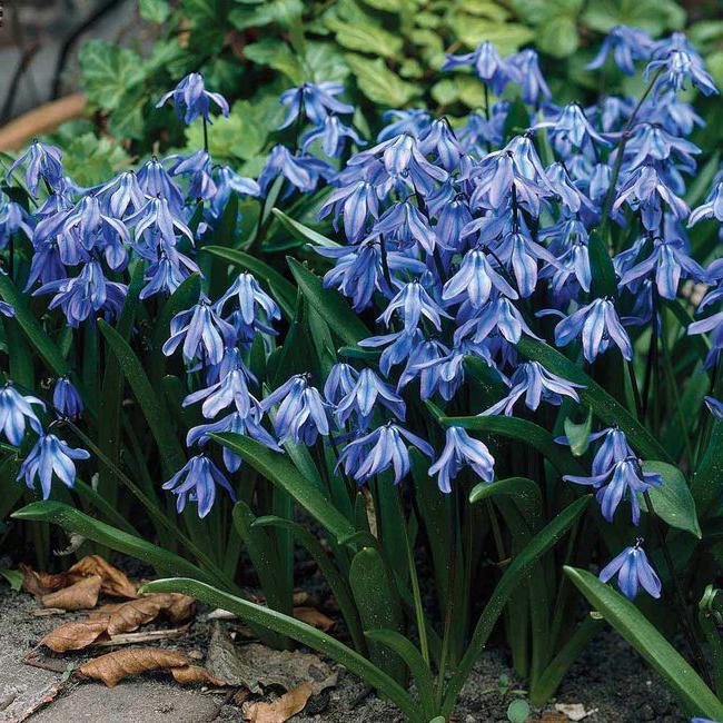 Kwiaty scilla scilla