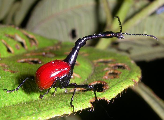 Weevil-Weevil. Jak wygląda chrząszcz żyrafa?