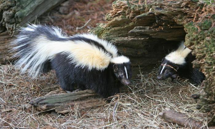 Gdzie żyje skunk? Widoki i zdjęcia