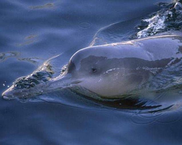 Znikające gatunki zwierząt: Chiński delfin rzeki (baji)