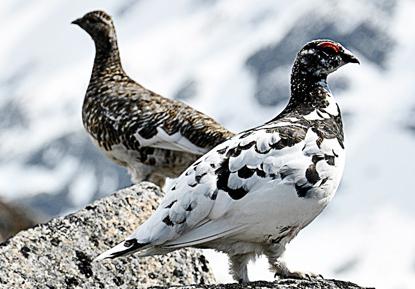 ptarmigan