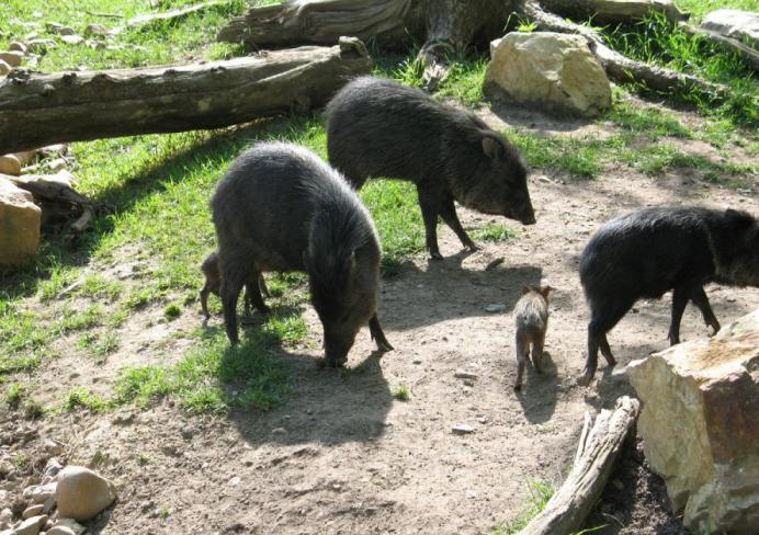 Piżma wieprzowego to piekarz. Świnia piżmowa - nazwa świni peckera