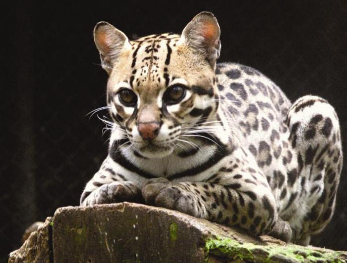 geoffroy cat