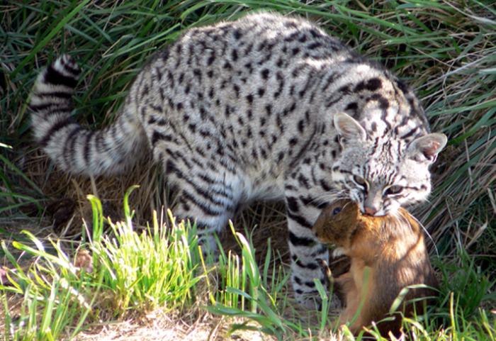 geoffroy home cat