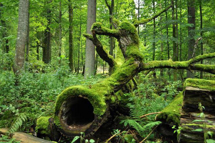 Czym jest park narodowy? Szczegółowa analiza