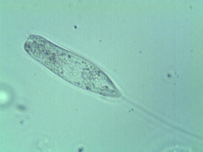 Co jest powszechne w strukturze najprostszej w opinii biologów