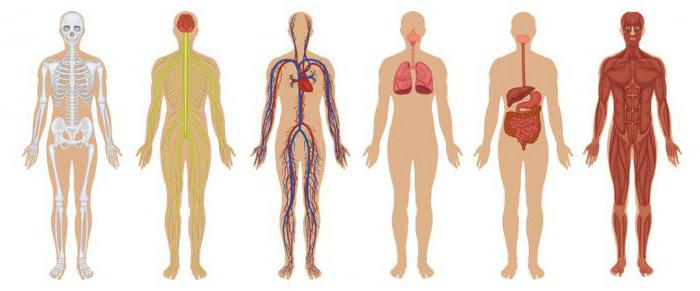 układ narządów niezastąpiony dla organizmu