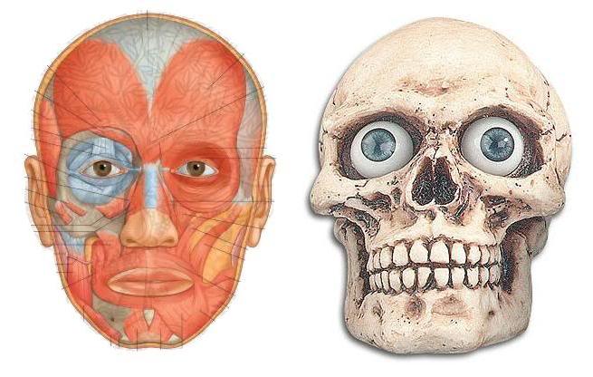 anatomia mięśni twarzy