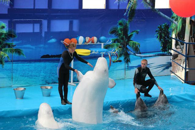 Delfinarium Noworosyjsk